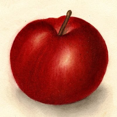 A McIntosh apple